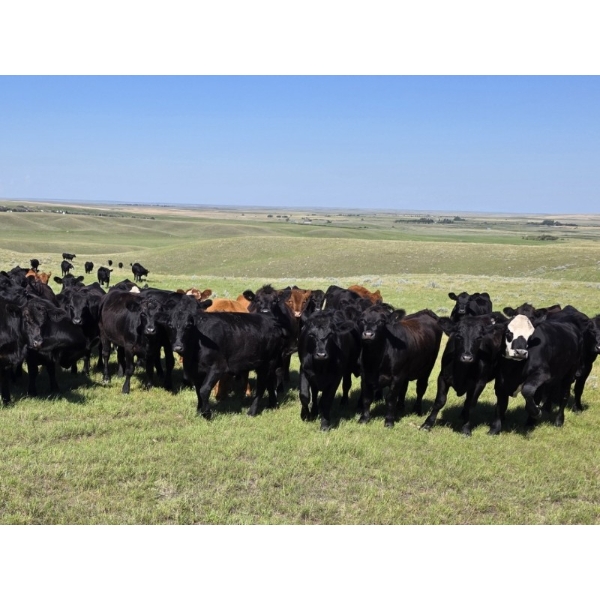 Twin Bridges Ranch - 800# August Delivery Grass Heifers - 160 Head (Maple Creek, SK)