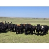 Image 1 : Twin Bridges Ranch - 800# August Delivery Grass Heifers - 160 Head (Maple Creek, SK)