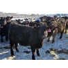 Image 5 : Bauer Ranching - 680# February Weaned Steers - 135 Head (Hilda, AB)