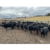Image 3 : Kamloops Area Ranchers - 685# October Delivery Steer Calves - 140 Head (Kamloops, BC)