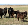 Image 3 : 9X Enterprises - 12 Black/BBF 1st Calf Pairs (Millicent, AB)