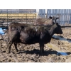 Image 13 : Leib Farm & Ranch Ltd. - 30 Black Angus/Black Angus X Pairs (Southey, SK)