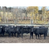 Image 2 : Kamloops Area Ranchers - 555# October Delivery Heifer Calves - 100 Head (Kamloops, BC)