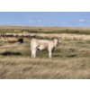 Image 7 : Ron Schmidt - 720# November Delivery Steer Calves - 85 Head (Rainier, AB)