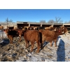 Image 5 : Sunrise Cattle Co. - 770# March Delivery Heifers - 73 Head (Steinbach, MB)