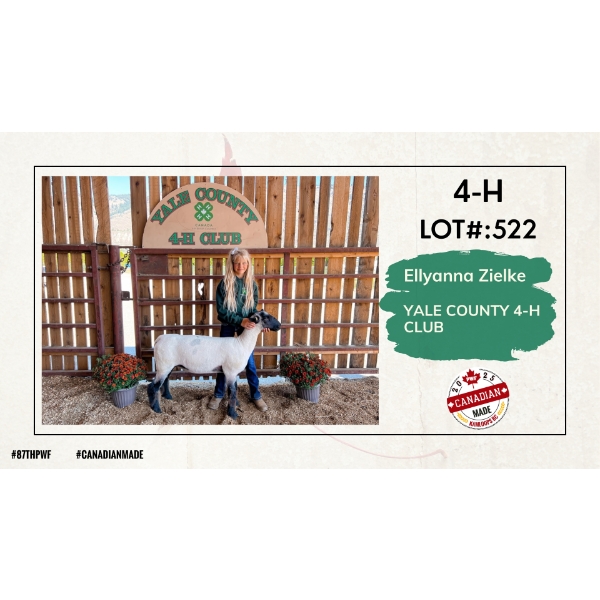 4-H Sheep - Ellyanna Zielke - Yale County 4-H Club