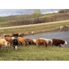 Image 5 : Harvie Holowaychuck - 925# Sept/Oct Delivery Heifers - 200 Head (Marwayne, AB)