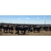 Image 7 : Cattlewood Farms Ltd. - 825# June/July Delivery Heifers - 76 Head (Fincastle, AB)