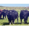 Image 2 : Saddle Ridge Ranching - 970# Sept/Oct Delivery Grass Heifers - 63 Head (Strathmore, AB)