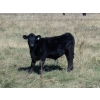 Image 2 : Susy Friesen - 550# October Delivery Steer Calves - 55 Head (Patricia, AB)