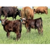 Image 6 : Clarence Koots - 510# November Delivery Steer Calves - 115 Head (Eckville, AB)