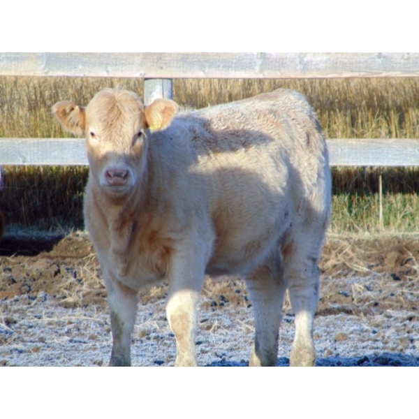 Andrew Lester - 570# November Heifer Calves - 40 Head (Rolling Hills, AB)