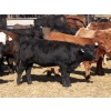 Image 9 : Two River Ranch - 900# February Delivery Weaned Heifers - 210 Head (Monarch, AB)