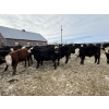 Image 4 : Kristjanson Farms - 790# February Delivery Steers - 35 Head (Foam Lake, SK)