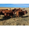 Image 5 : Jensen Farms - 950# February Delivery Weaned Steers - 65 Head (Airdrie, AB)
