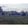 Image 4 : Ramage Land & Cattle - 525# November Delivery Steer Calves - 220 Head (Fairlight, SK) VBP+