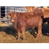Image 7 : Nathan Allers - 800# March Delivery Heifers - 230 Head (Daysland, AB)