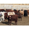 Image 3 : B&B Feeders - 925# October Delivery Heifers - 68 Head (Coaldale, AB)