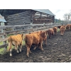 Image 6 : Bob & Donna, Nikita Leavitt - 600# October Delivery Steer Calves - 50 Head (Kamloops, BC) VBP+