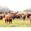 Image 17 : Twisted T Cattle Co. - 485# November Delivery Steer Calves - 110 Head (Carievale, SK)
