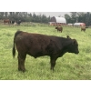 Image 5 : Broken Link Ranches - 1100# September Delivery  Grass Steers - 216 Head (Ponoka, AB)