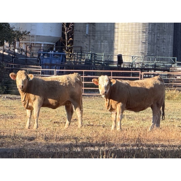 Winchester Cattle Co. - 14 Tan/TWF February Calving Bred Heifers (Leslieville, AB)