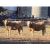 Image 1 : Winchester Cattle Co. - 14 Tan/TWF February Calving Bred Heifers (Leslieville, AB)
