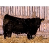 Image 5 : Hopper Farms/Jace Poffenroth - 910# January Delivery Steers - 68 Head (Eckville, AB)
