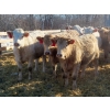Image 7 : Owen Sellman - 800# February Delivery Heifers - 75 Head (McCreary, MB)