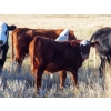 Image 2 : Marshall Murch - 530# October Delivery Steer Calves - 110 Head (Lancer, SK) VBP+