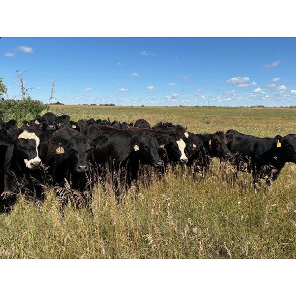 Sheldon Reimer - 840# September Grass Heifers - 288 Head (Cromer, MB)