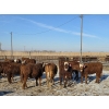 Image 4 : Cattlewood Farms Ltd. - 820# February Delivery Heifers - 76 Head (Vauxhall, AB)