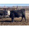 Image 4 : Jarokosky Farms - 800# March/April Delivery Heifers - 25 Head (Lethbridge, AB)