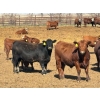 Image 2 : Elkwater Farming Co. - 1000# May Delivery Steers - 186 Head (Irvine, AB)