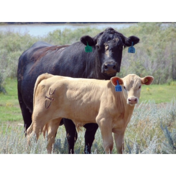 JG Larson Livestock (V-V) - 550# December Delivery Steer Calves - 110 Head (Jenner, AB) VBP+