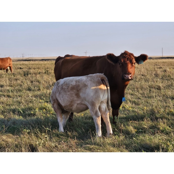 Bruce & Derek Christensen - 680# November Delivery Heifer Calves - 80 Head (Rainier, AB)