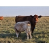 Image 1 : Bruce & Derek Christensen - 680# November Delivery Heifer Calves - 80 Head (Rainier, AB)