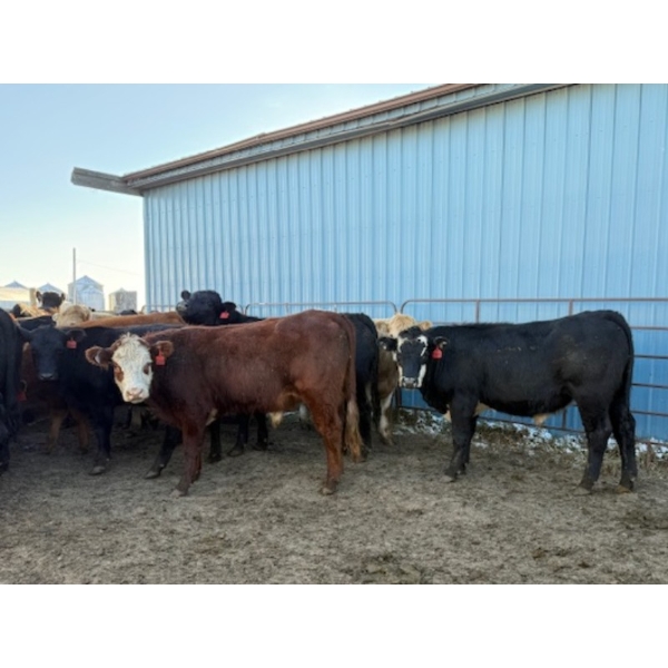 Poplarview Stock Farm - 1050# November Delivery Grass Steers - 116 Head (Pipestone, MB)