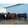 Image 1 : Poplarview Stock Farm - 1050# November Delivery Grass Steers - 116 Head (Pipestone, MB)