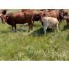 Image 4 : McComish Ranches - 650# December Delivery Weaned Steers - 92 Head (Stettler, AB)