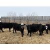 Image 4 : The Y Cattle Co. Ltd. - 702# March Delivery Steers - 43 Head (Crossfield, AB)