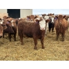 Image 2 : Wynnton Brandt - 925# June Delivery Heifers - 130 Head (Tolstoi, MB)