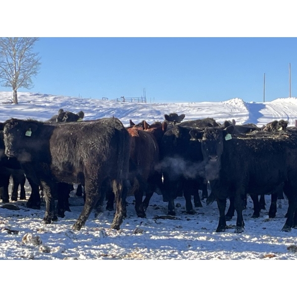 Woodland Farms - 1000# January Delivery Open Heifers - 80 Head (Keephills, AB)