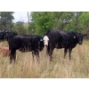 Image 10 : Leib Farm & Ranch Ltd. - 715# November Delivery Steer Calves - 85 Head (Southey, SK)