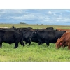 Image 8 : Triangle D Land & Cattle Co. - 825# September Delivery Grass Steers - 95 Head (Hanley, SK)