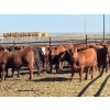Image 4 : Elkwater Farming Co. - 1000# May Delivery Steers - 186 Head (Irvine, AB)