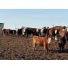 Image 3 : Four Harts Cattle Co. - 800# April Delivery Heifers - 75 Head (Vermilion, AB)