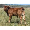 Image 4 : Twisted K Limousin - 540# October Delivery Steer Calves - 40 Head (Byemoor, AB)