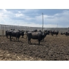 Image 3 : M.S. MacLean Livestock - 1400# Black/BBF Feeding Cows - 29 Head (Coaldale, AB)