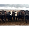 Image 2 : Van Hall Cattle Company Ltd. - 990# April Delivery Steers - 168 Head (Scandia, AB)